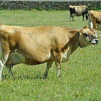 Jersey Kühe