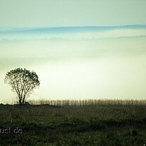 Blick ins Land mit Baum