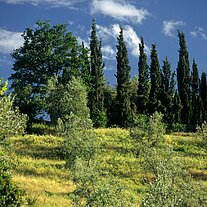 Pinien und Ölbäume