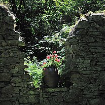 Topf mit Geranien in der Ruine