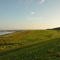 Idyll mit Pferden am Watt im Abendlicht