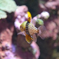 Fisch vor farbigem Hintergrund