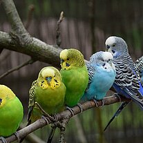 Wellensittiche auf Ast