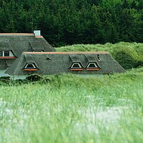 Reethäuser in den Dünen