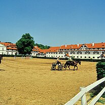 Kutschentraining im Gestüt