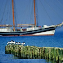 Segelschiff mit Möwen