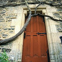 Tür durch Weinranke verschlossen