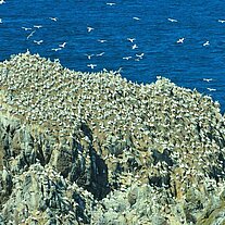 Les Etac Vogelinseln Tölpelkolonien