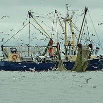Möven umkreisen den Krabbenkutter