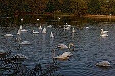 Schwäne auf dem See