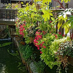 Blumen an einer Brücke