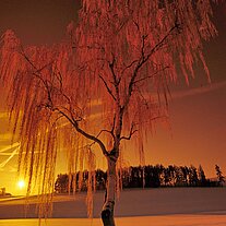 Birke an der Straße