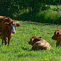 Kühe auf der Weide