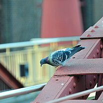 Tauben auf Eisenträger