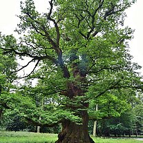 Eichenpark von Ivenack