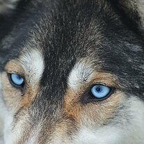 Augen des Husky