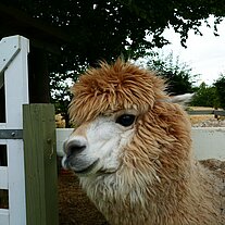 Alpaka