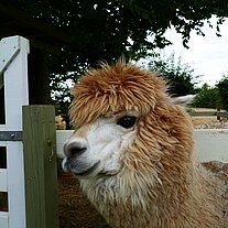 Alpaka