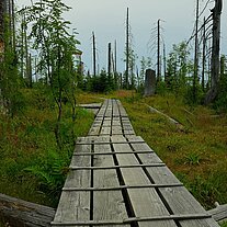Knüppeldamm am Lusen