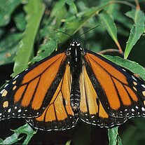 Monarch ( Danaus plexippus )