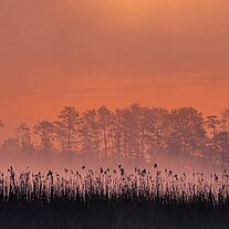 Morgenstimmung am See