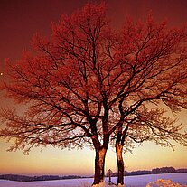 Leitenbaum am Wintermorgen
