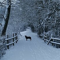 mit Leo am Abend im Schnee