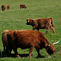 Highland Cattle auf der Weide