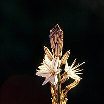 Pflanze am Wegesrand