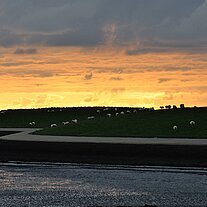 Deichschafe am Abend