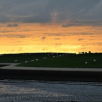 Deichschafe am Abend