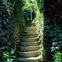 Treppen in den Weinbergen