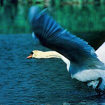 Höckerschwan ( Cygnus olor )
