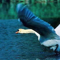 Höckerschwan ( Cygnus olor )