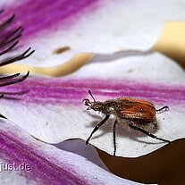 Käfer auf Blüte