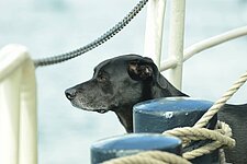 Schiffshund Bram