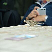 ein Spatz holt sich Reste