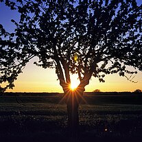 Straßenbaum im Gegenlicht