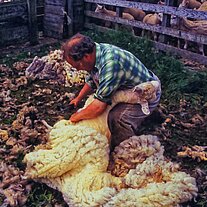 Schafscherer bei der Arbeit