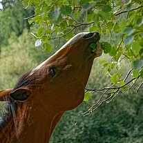 Brauner frisst Blätter