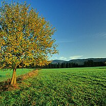 Baum am Weg