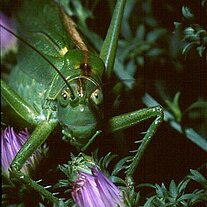 Heuhüpfer von vorne