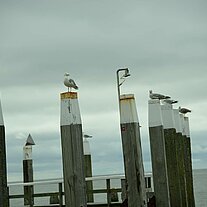 Möven auf den Stegen