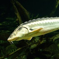 Stör im Ozeaneum