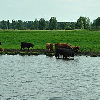 Hochlandrinder am Ufer