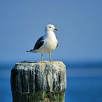 Möwe auf Holzpflock
