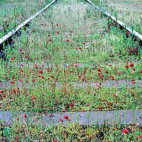 Mohnblumen zwischen den Geleisen
