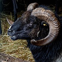 Dickhornschaf im Wildpark