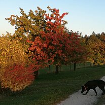Herbstliche Landschaft am Hof mit Leo