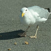 Möve holt sich ein Krümel